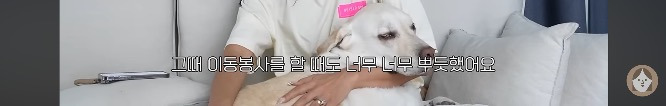 품종견을 샀던 유튜버가 유기견을 입양하게 된 과정 | 인스티즈