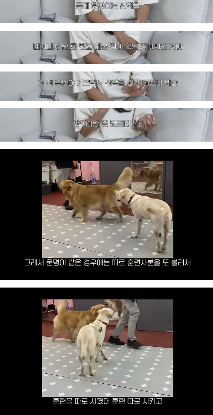 품종견을 샀던 유튜버가 유기견을 입양하게 된 과정 | 인스티즈