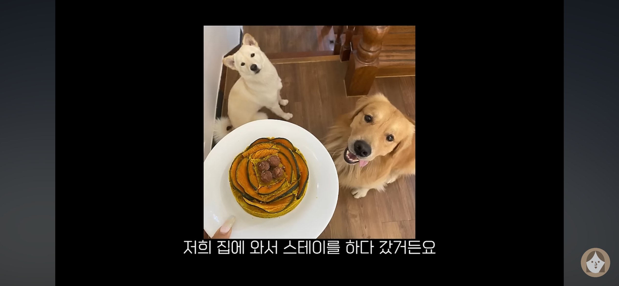 품종견을 샀던 유튜버가 유기견을 입양하게 된 과정 | 인스티즈