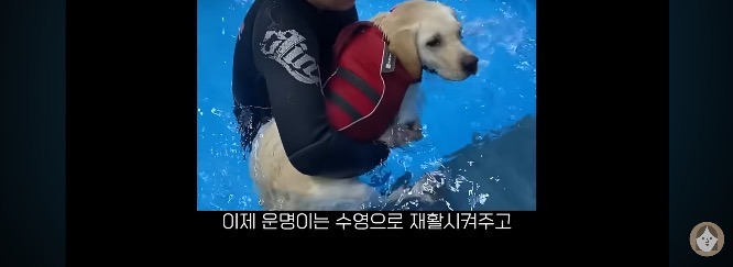 품종견을 샀던 유튜버가 유기견을 입양하게 된 과정 | 인스티즈