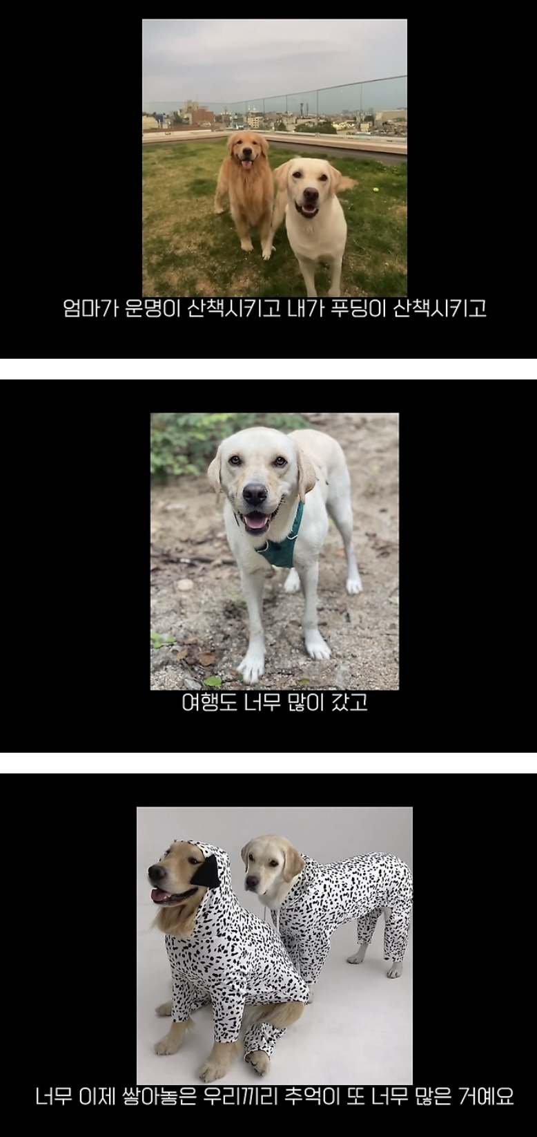 품종견을 샀던 유튜버가 유기견을 입양하게 된 과정 | 인스티즈