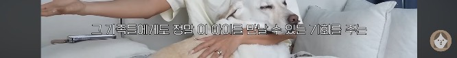 품종견을 샀던 유튜버가 유기견을 입양하게 된 과정 | 인스티즈