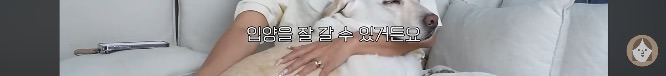 품종견을 샀던 유튜버가 유기견을 입양하게 된 과정 | 인스티즈