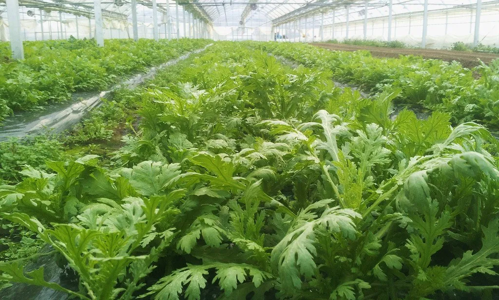 동양과 서양에서의 취급이 완벽하게 다른 꽃.vegetable | 인스티즈
