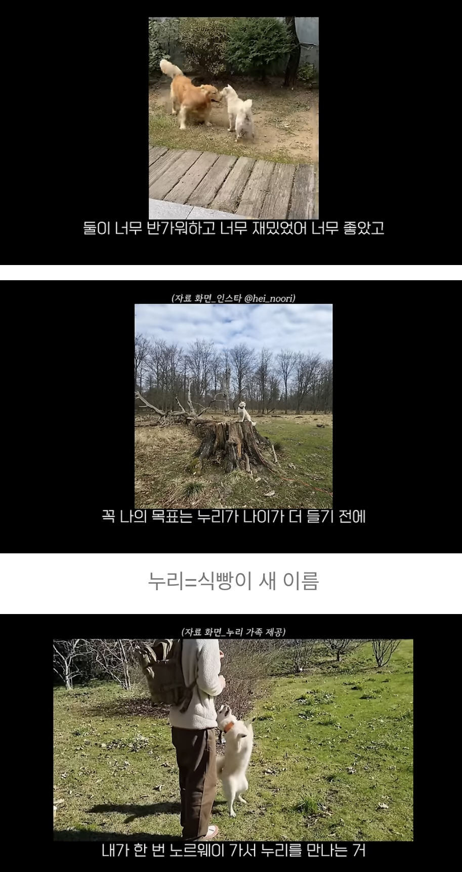 품종견을 샀던 유튜버가 유기견을 입양하게 된 과정 | 인스티즈