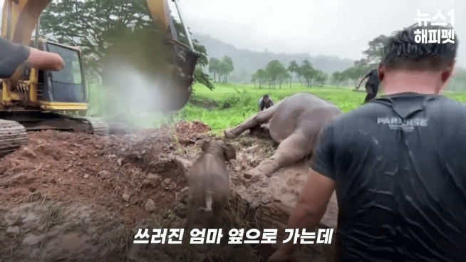 구멍에 빠진 아기코끼리, 기절한 엄마코끼리 | 인스티즈