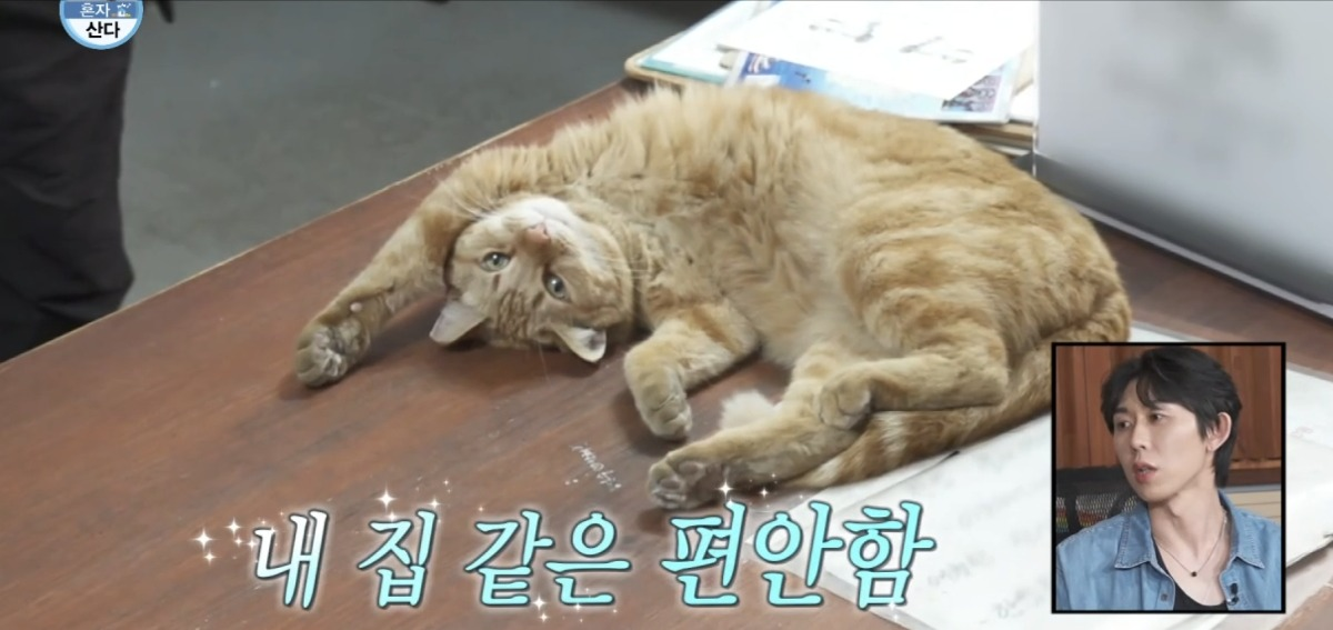처음보는 기안 옆에서 세상 얌전한 바이크가게 고양이 | 인스티즈