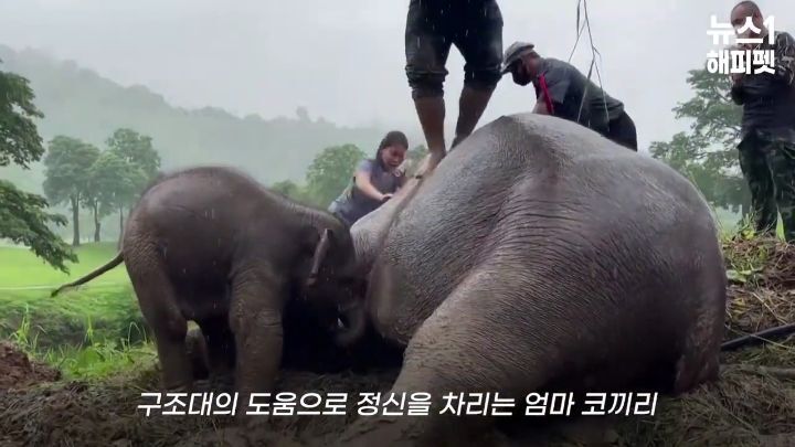 구멍에 빠진 아기코끼리, 기절한 엄마코끼리 | 인스티즈