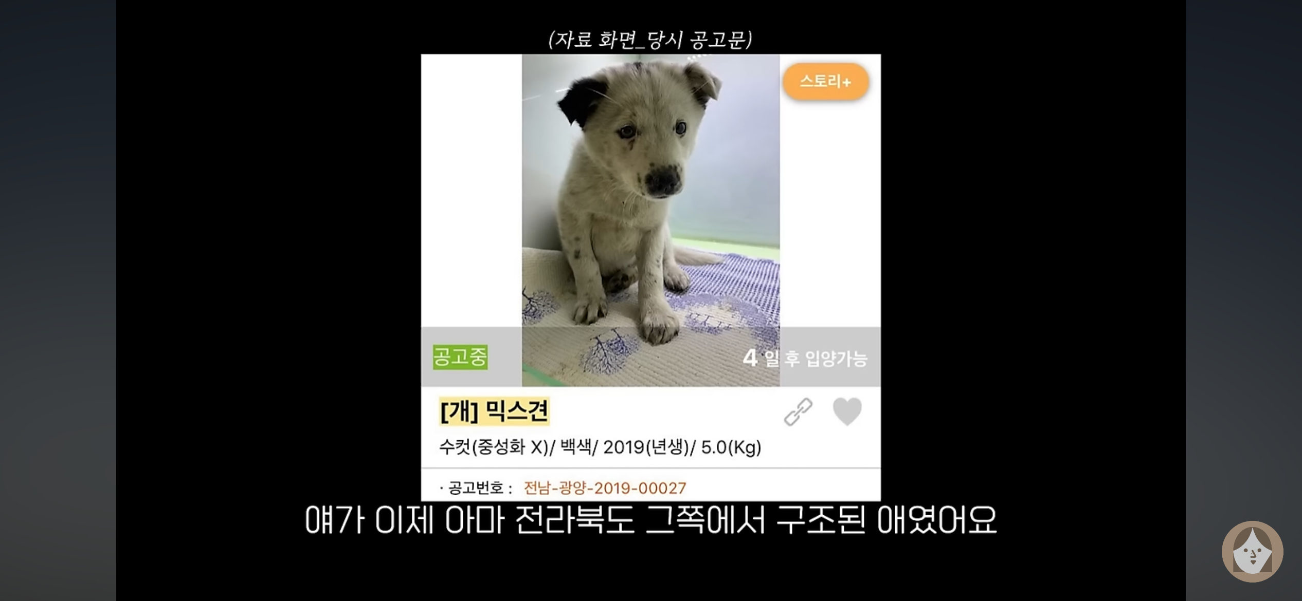 품종견을 샀던 유튜버가 유기견을 입양하게 된 과정 | 인스티즈