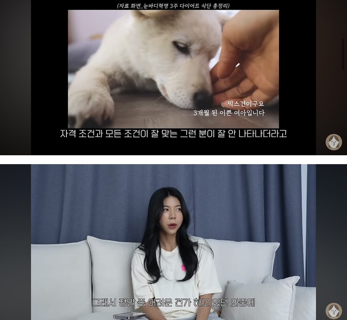 품종견을 샀던 유튜버가 유기견을 입양하게 된 과정 | 인스티즈