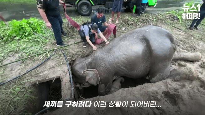 구멍에 빠진 아기코끼리, 기절한 엄마코끼리 | 인스티즈