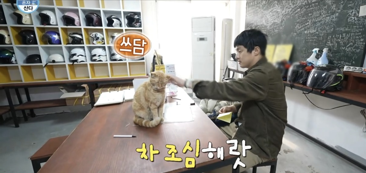 처음보는 기안 옆에서 세상 얌전한 바이크가게 고양이 | 인스티즈