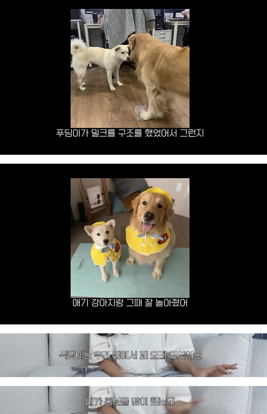품종견을 샀던 유튜버가 유기견을 입양하게 된 과정 | 인스티즈