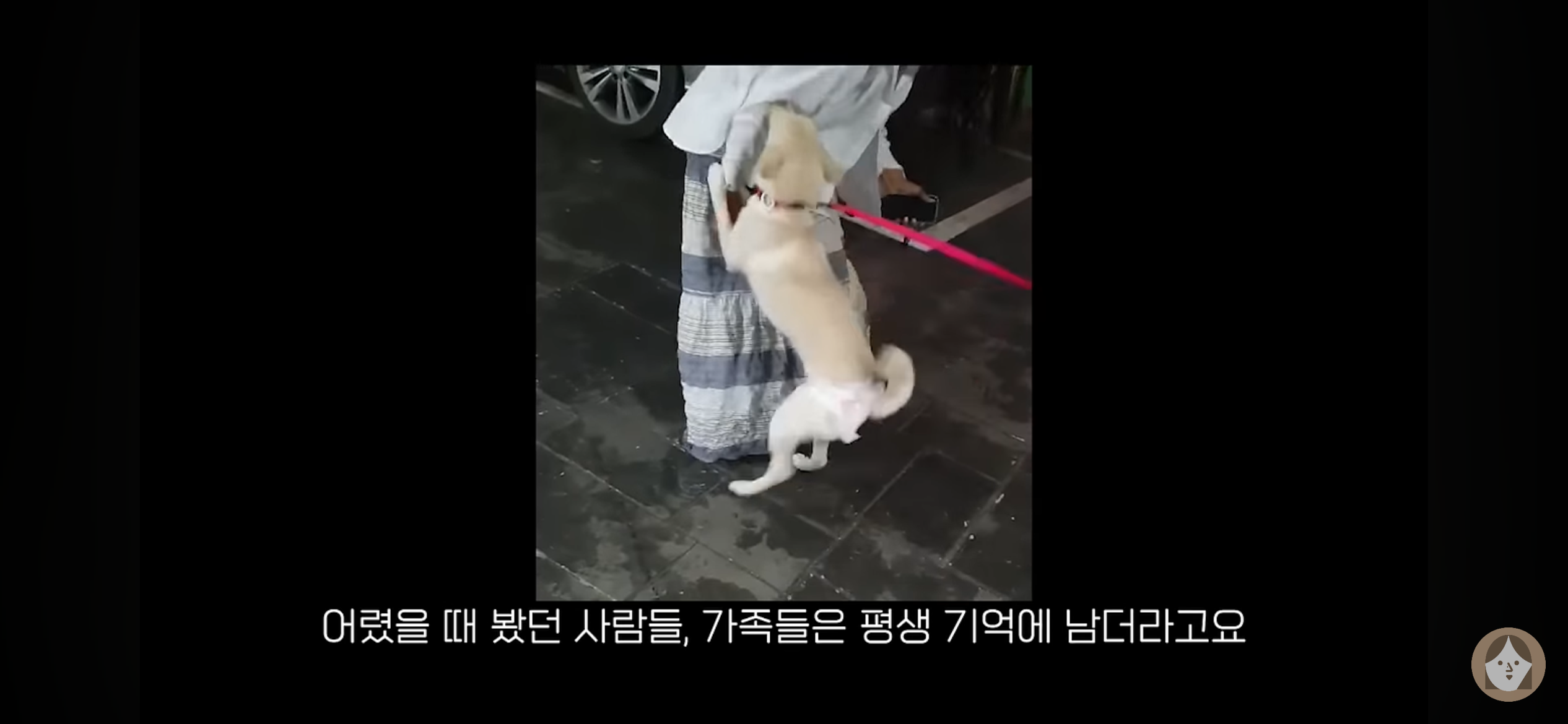 품종견을 샀던 유튜버가 유기견을 입양하게 된 과정 | 인스티즈