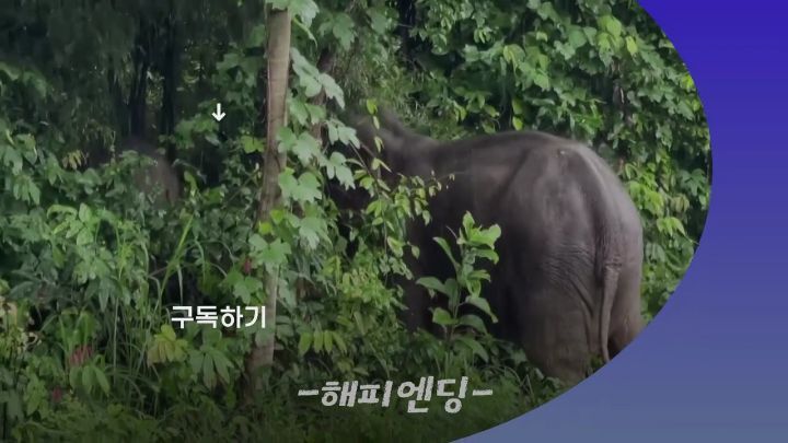 구멍에 빠진 아기코끼리, 기절한 엄마코끼리 | 인스티즈