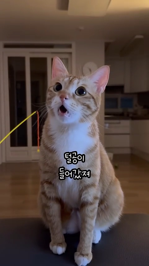 야무지게 도움 요청하는 고양이 😾🧡 | 인스티즈