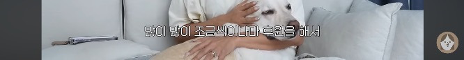 품종견을 샀던 유튜버가 유기견을 입양하게 된 과정 | 인스티즈