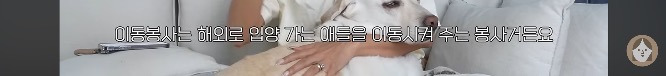 품종견을 샀던 유튜버가 유기견을 입양하게 된 과정 | 인스티즈