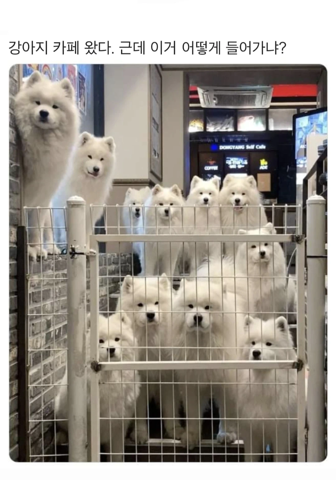  강아지 카페를 왔는데