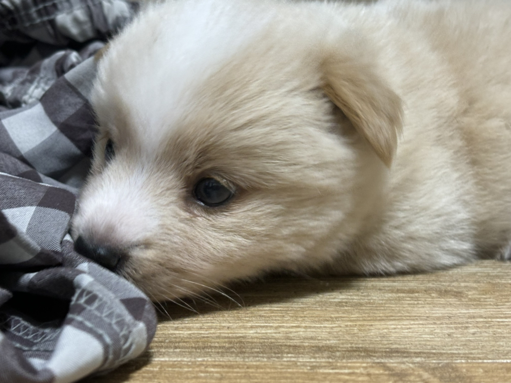 이제부터 탄핵하면 된다고 대통령 거 뽑는 놈들 다 처 죽여야함시고르 잡종 … 입양했다 | 인스티즈