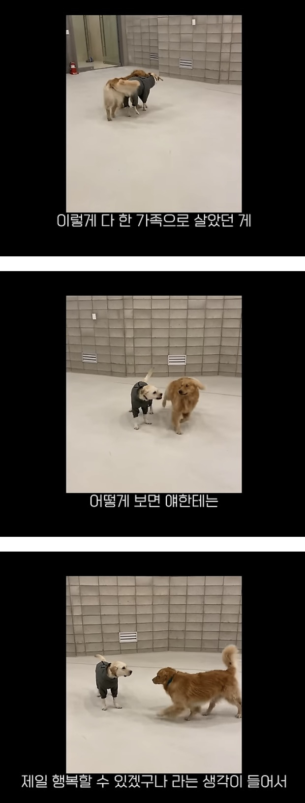 품종견을 샀던 유튜버가 유기견을 입양하게 된 과정 | 인스티즈