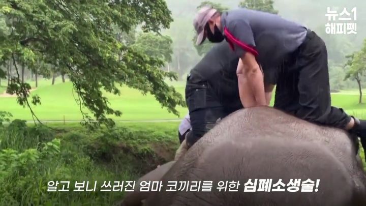 구멍에 빠진 아기코끼리, 기절한 엄마코끼리 | 인스티즈