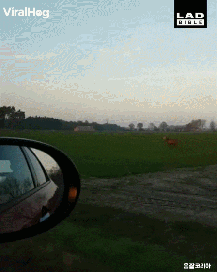  루돌프 실제 피지컬...gif