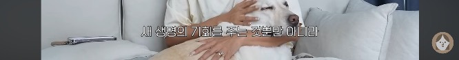 품종견을 샀던 유튜버가 유기견을 입양하게 된 과정 | 인스티즈