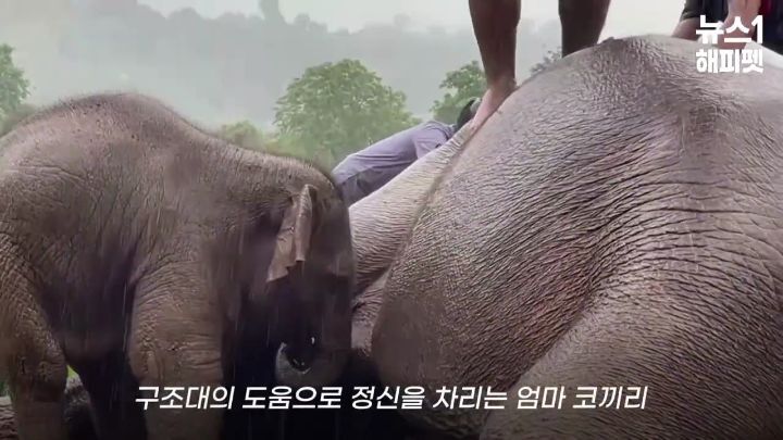 구멍에 빠진 아기코끼리, 기절한 엄마코끼리 | 인스티즈
