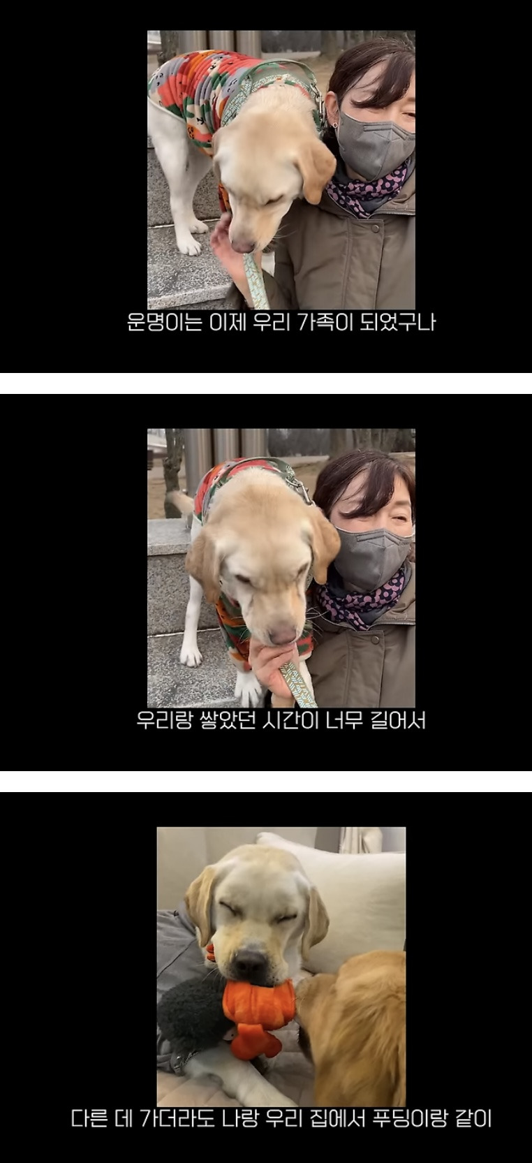 품종견을 샀던 유튜버가 유기견을 입양하게 된 과정 | 인스티즈