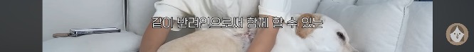 품종견을 샀던 유튜버가 유기견을 입양하게 된 과정 | 인스티즈