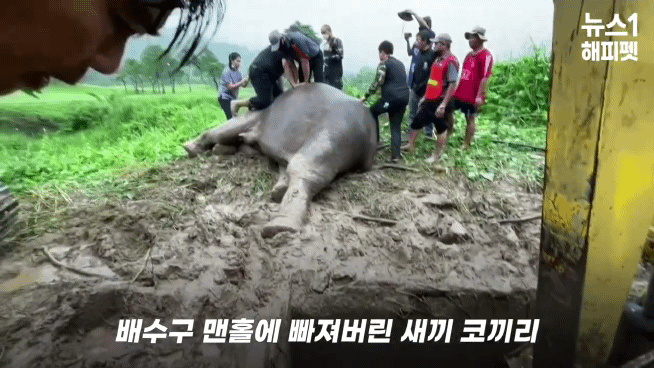 구멍에 빠진 아기코끼리, 기절한 엄마코끼리 | 인스티즈