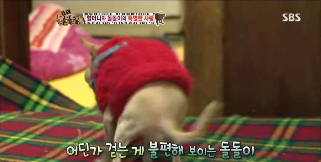강아지가 안좋은말 들을까봐 귀 막아주는 할머니 | 인스티즈