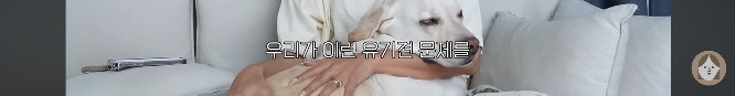 품종견을 샀던 유튜버가 유기견을 입양하게 된 과정 | 인스티즈
