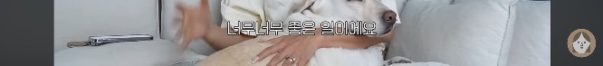품종견을 샀던 유튜버가 유기견을 입양하게 된 과정 | 인스티즈