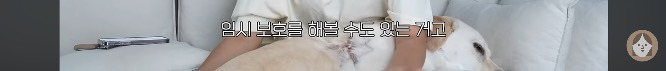 품종견을 샀던 유튜버가 유기견을 입양하게 된 과정 | 인스티즈