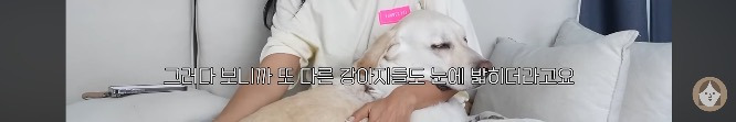 품종견을 샀던 유튜버가 유기견을 입양하게 된 과정 | 인스티즈