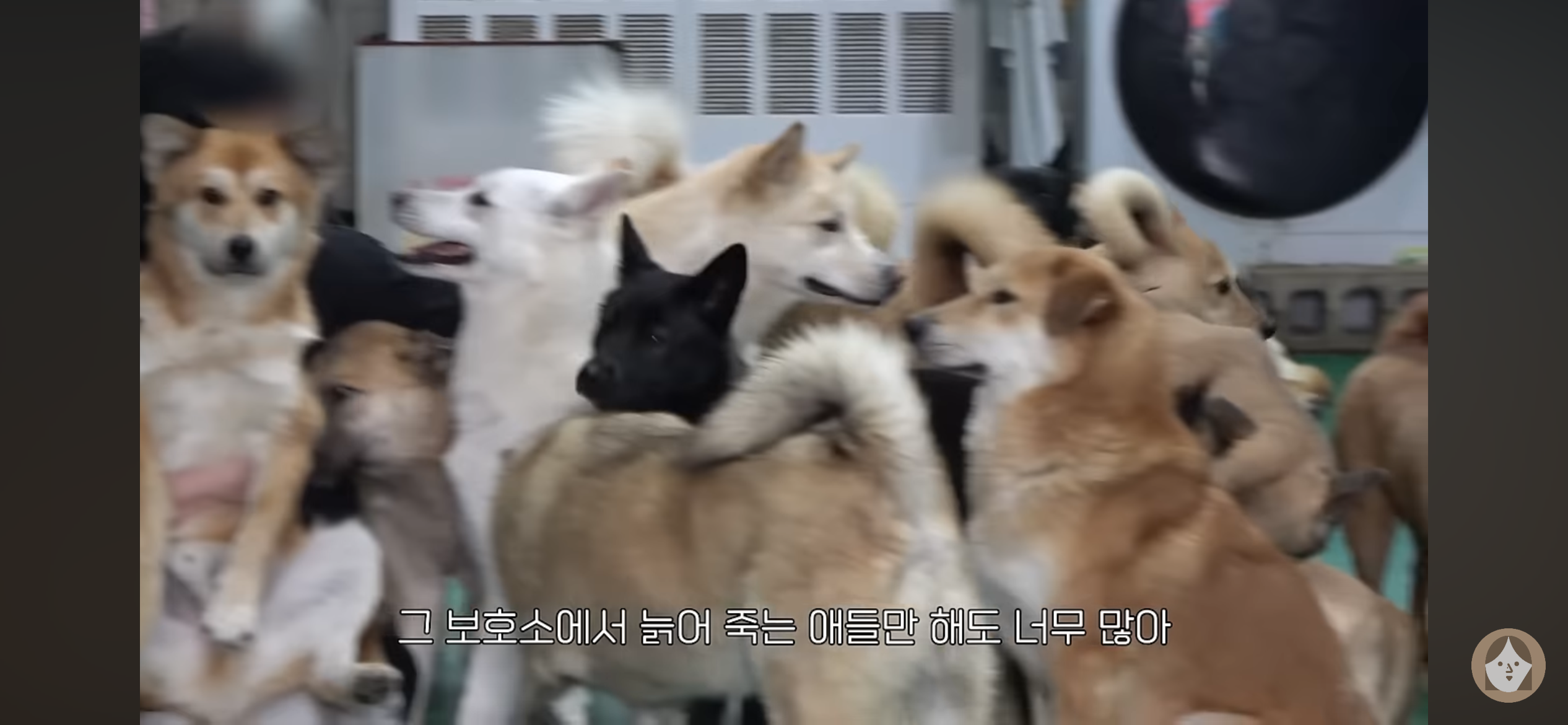 품종견을 샀던 유튜버가 유기견을 입양하게 된 과정 | 인스티즈