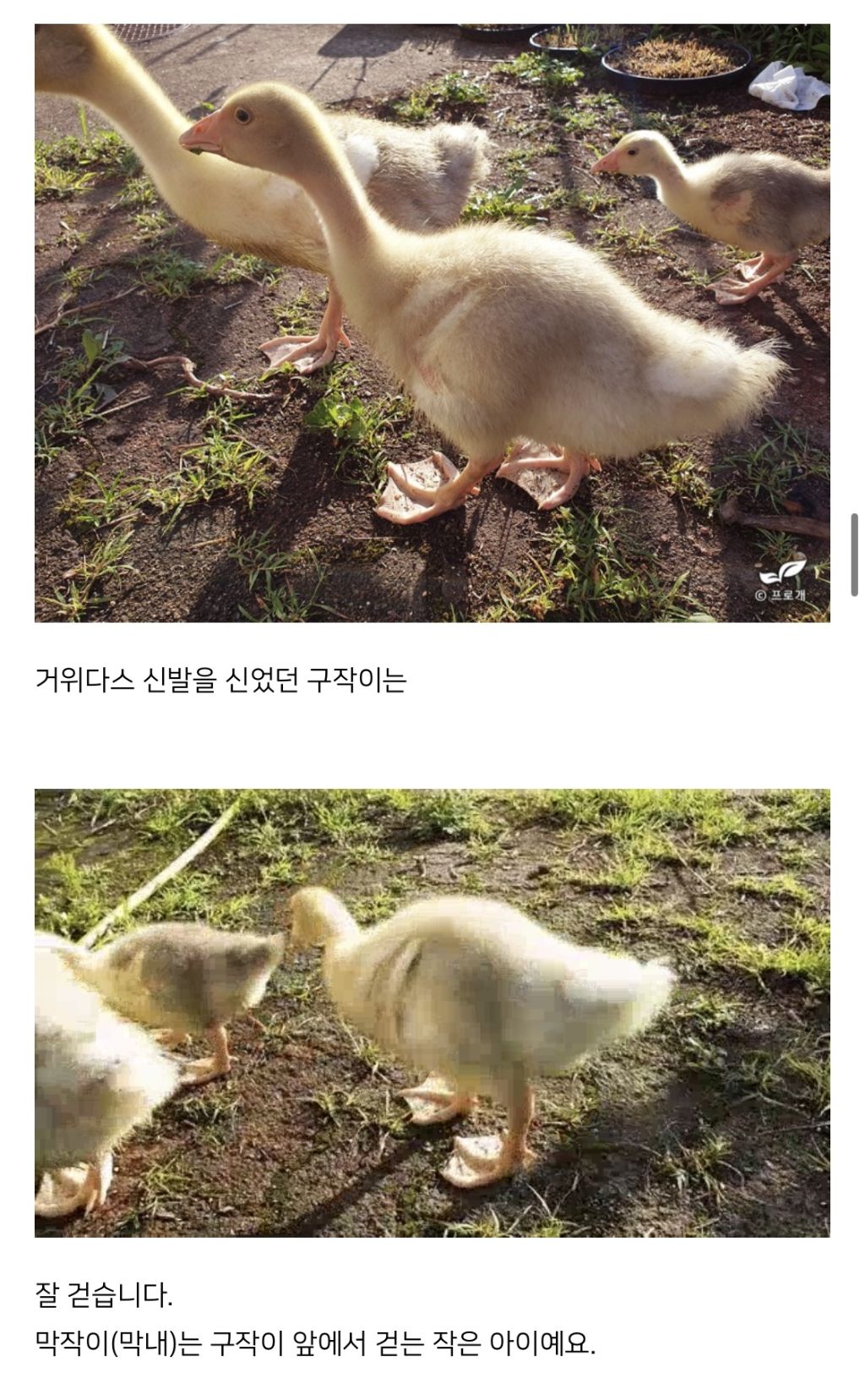 알도 부화 시키는 드루이드.jpg | 인스티즈
