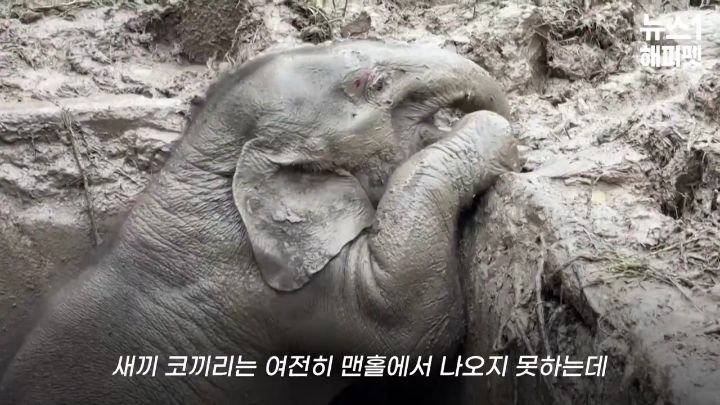 구멍에 빠진 아기코끼리, 기절한 엄마코끼리 | 인스티즈