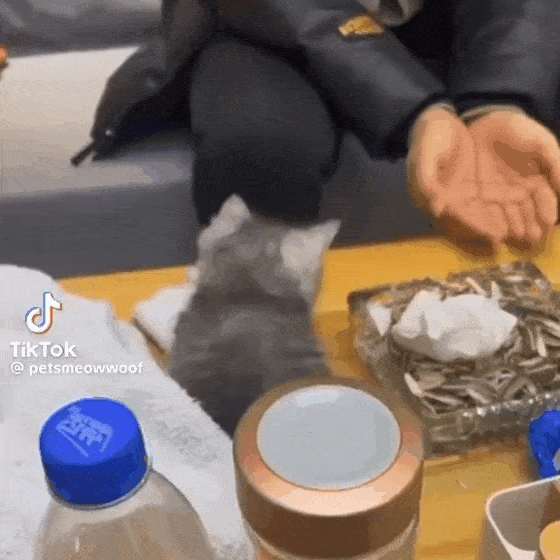  양손가득 고양이.jpgif