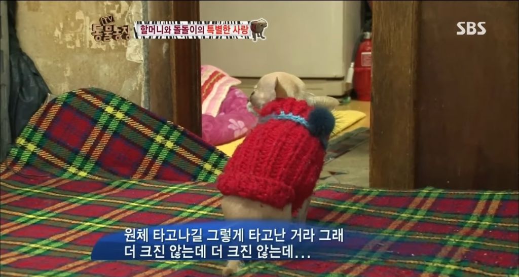 강아지가 안좋은말 들을까봐 귀 막아주는 할머니 | 인스티즈