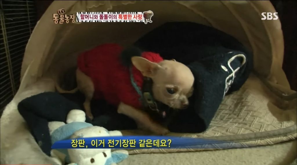 강아지가 안좋은말 들을까봐 귀 막아주는 할머니 | 인스티즈