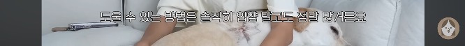 품종견을 샀던 유튜버가 유기견을 입양하게 된 과정 | 인스티즈