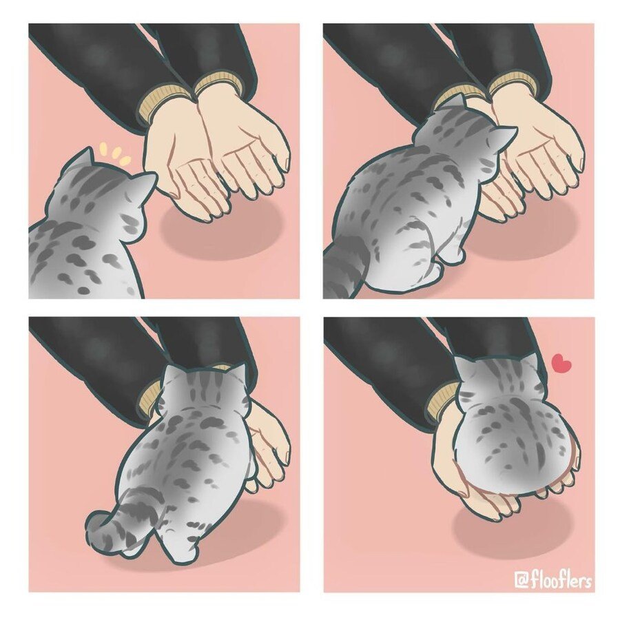 양손가득 고양이.jpgif | 인스티즈