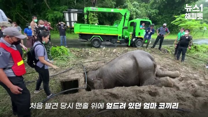 구멍에 빠진 아기코끼리, 기절한 엄마코끼리 | 인스티즈