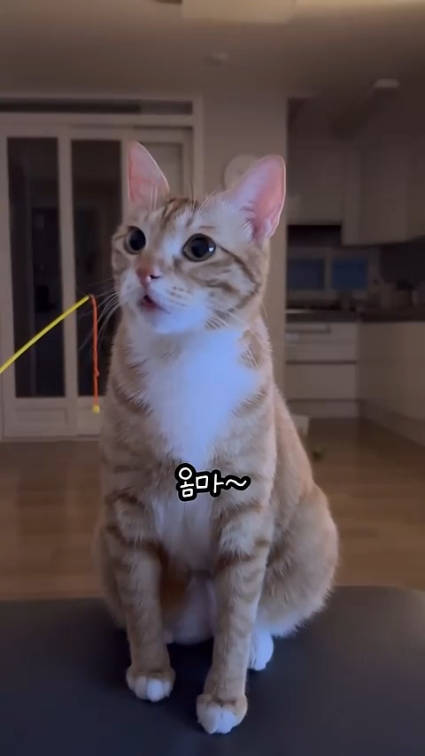야무지게 도움 요청하는 고양이 😾🧡 | 인스티즈