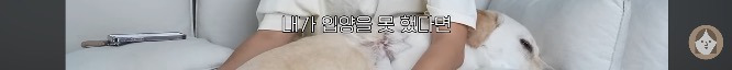 품종견을 샀던 유튜버가 유기견을 입양하게 된 과정 | 인스티즈