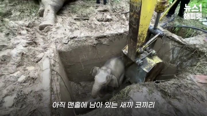 구멍에 빠진 아기코끼리, 기절한 엄마코끼리 | 인스티즈