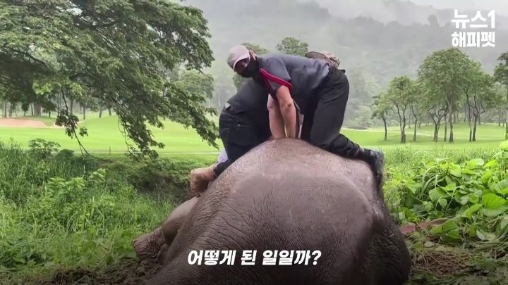 구멍에 빠진 아기코끼리, 기절한 엄마코끼리 | 인스티즈